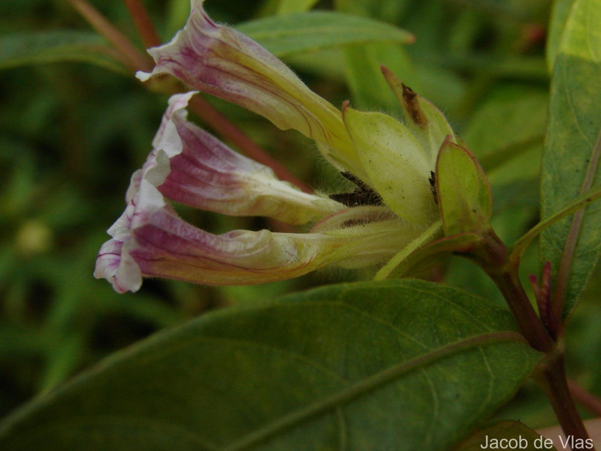 Strobilanthes schomburgkii (Craib) J.R.I.Wood